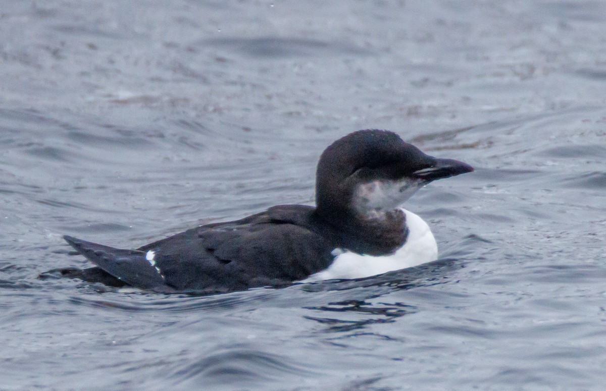 Thick-billed Murre - ML614397584