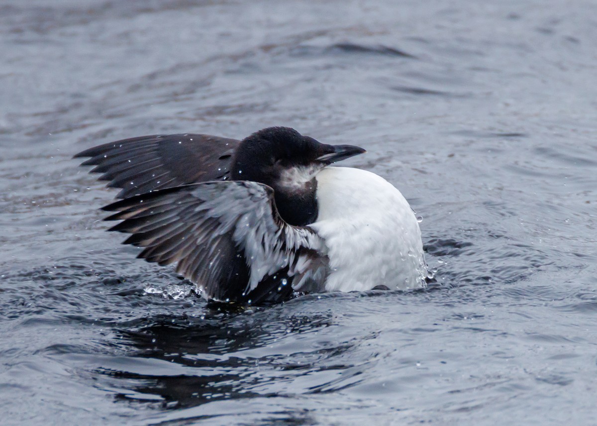 Thick-billed Murre - ML614397585