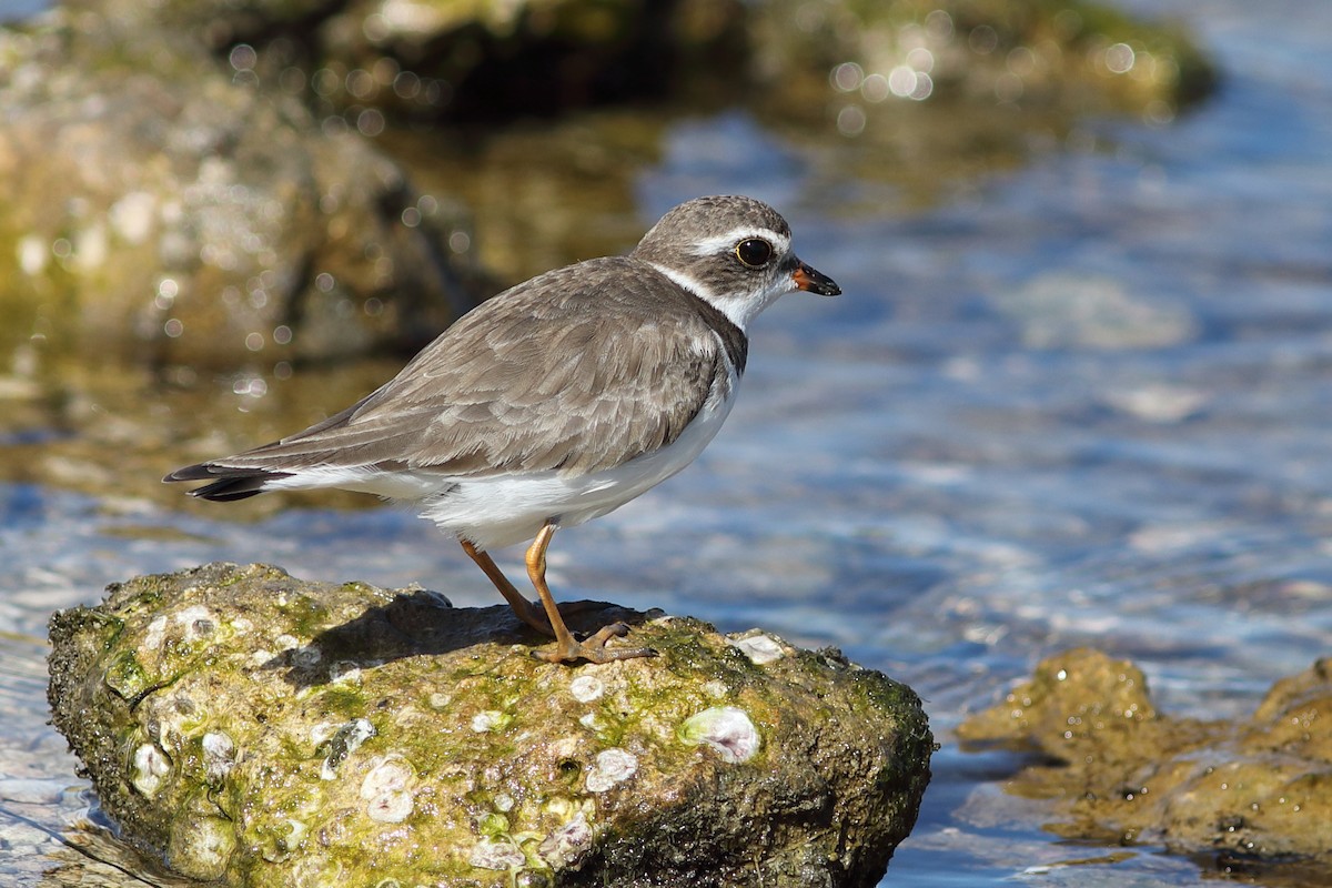 Semipalmated Plover - ML614397743