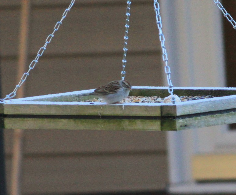 Chipping Sparrow - ML614397775
