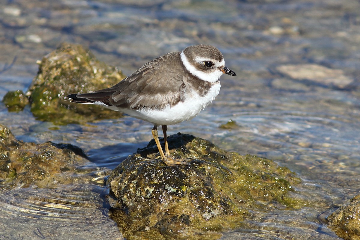 Semipalmated Plover - ML614397877