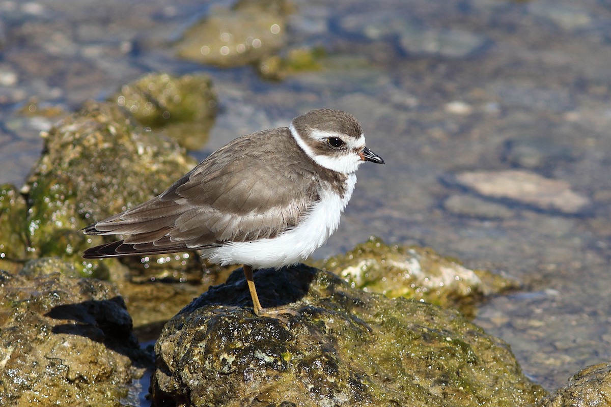 Semipalmated Plover - ML614397941