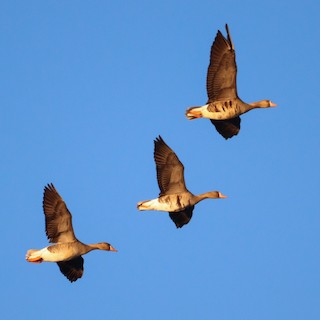 Greater White-fronted Goose, ML614398101