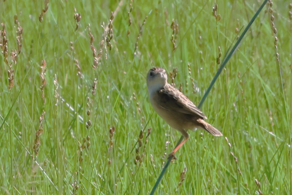 Wing-snapping Cisticola (Wing-snapping) - ML614398727