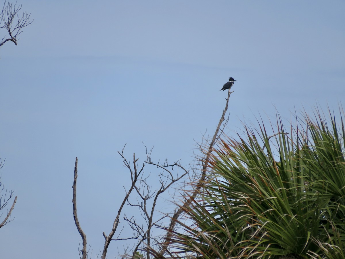 Belted Kingfisher - ML614398739