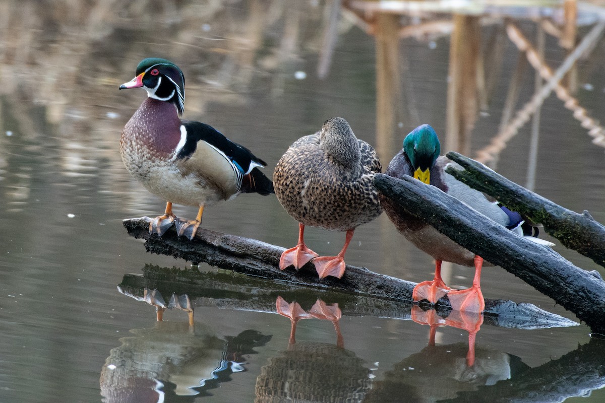 Wood Duck at Great Blue Heron Nature Reserve by Chris McDonald