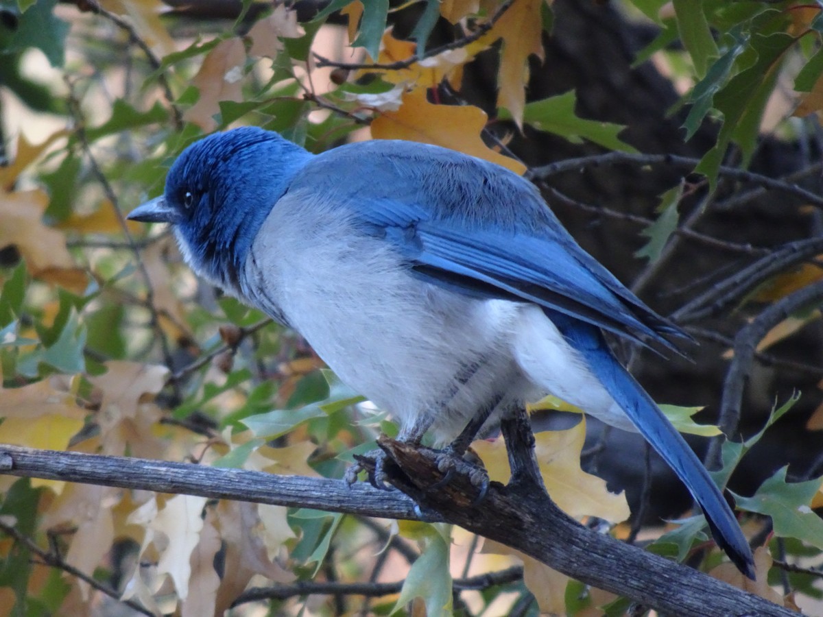 Mexican Jay - ML614398842