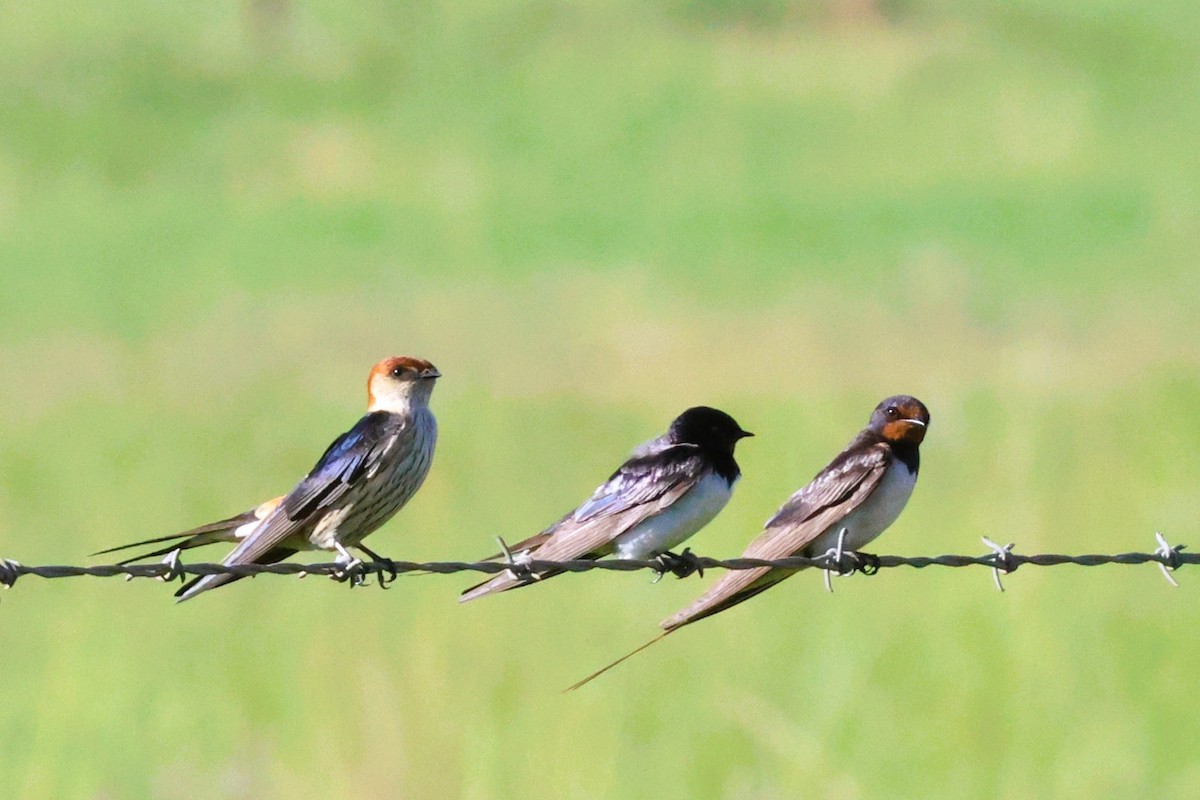 Barn Swallow (White-bellied) - ML614398873