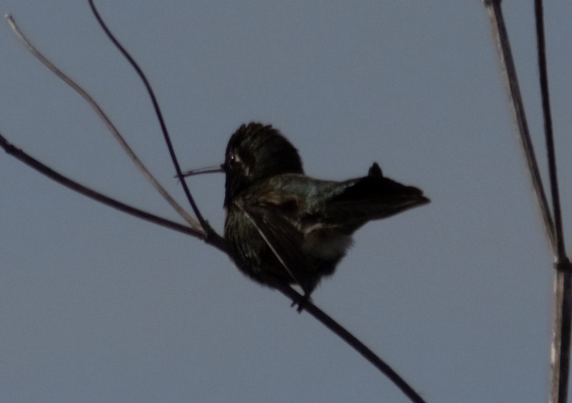 Anna's Hummingbird - ML614399057