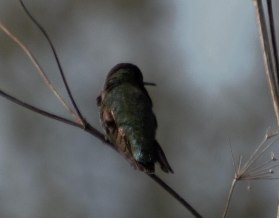 Anna's Hummingbird - ML614399067
