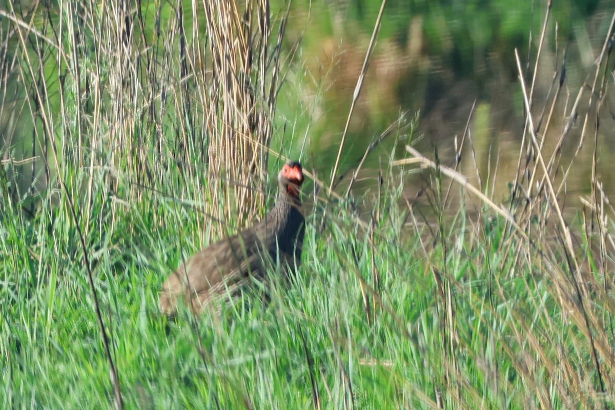 Red-necked Spurfowl (Southern) - ML614399083