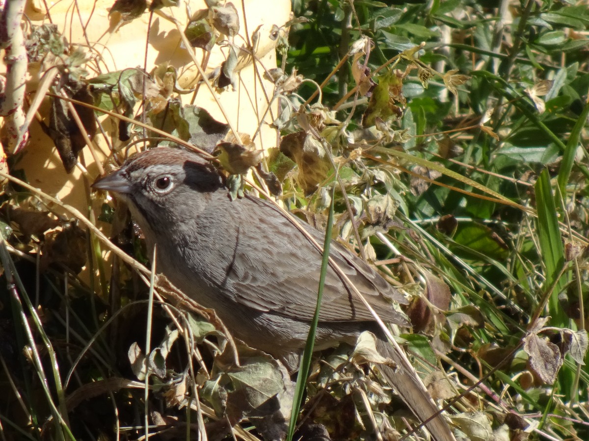 Rufous-crowned Sparrow - ML614399089