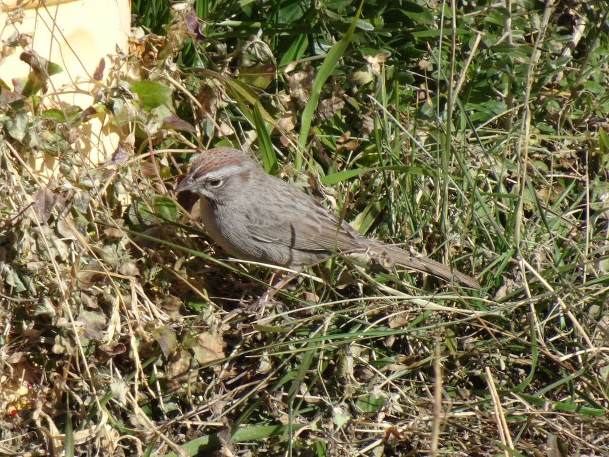 Rufous-crowned Sparrow - ML614399090