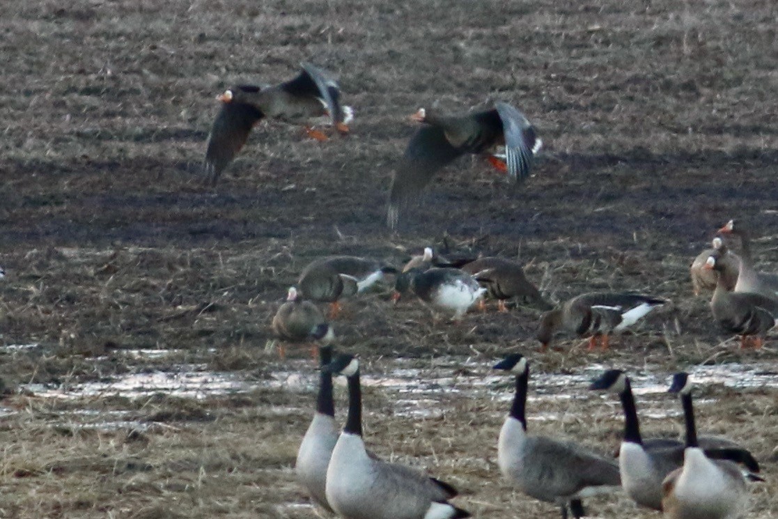 Snow x Greater White-fronted Goose (hybrid) - ML614399108