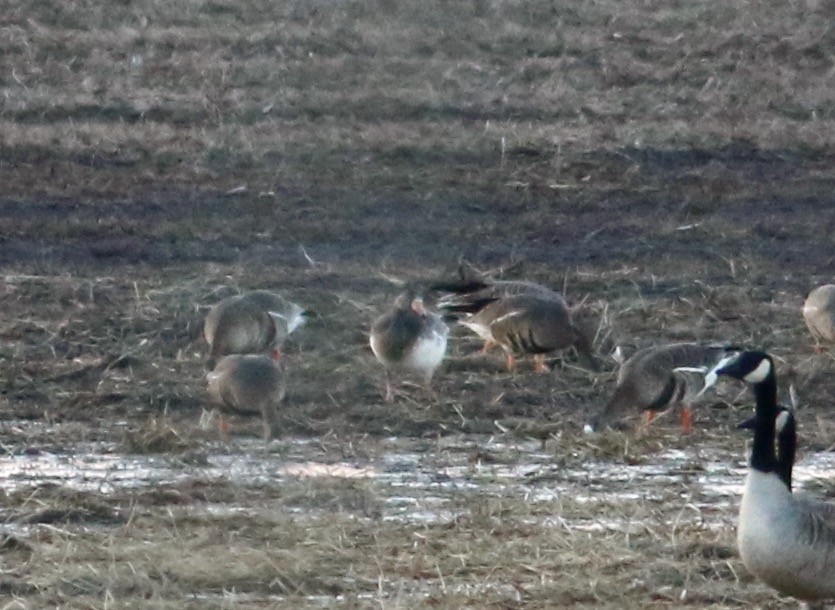 Snow x Greater White-fronted Goose (hybrid) - ML614399109