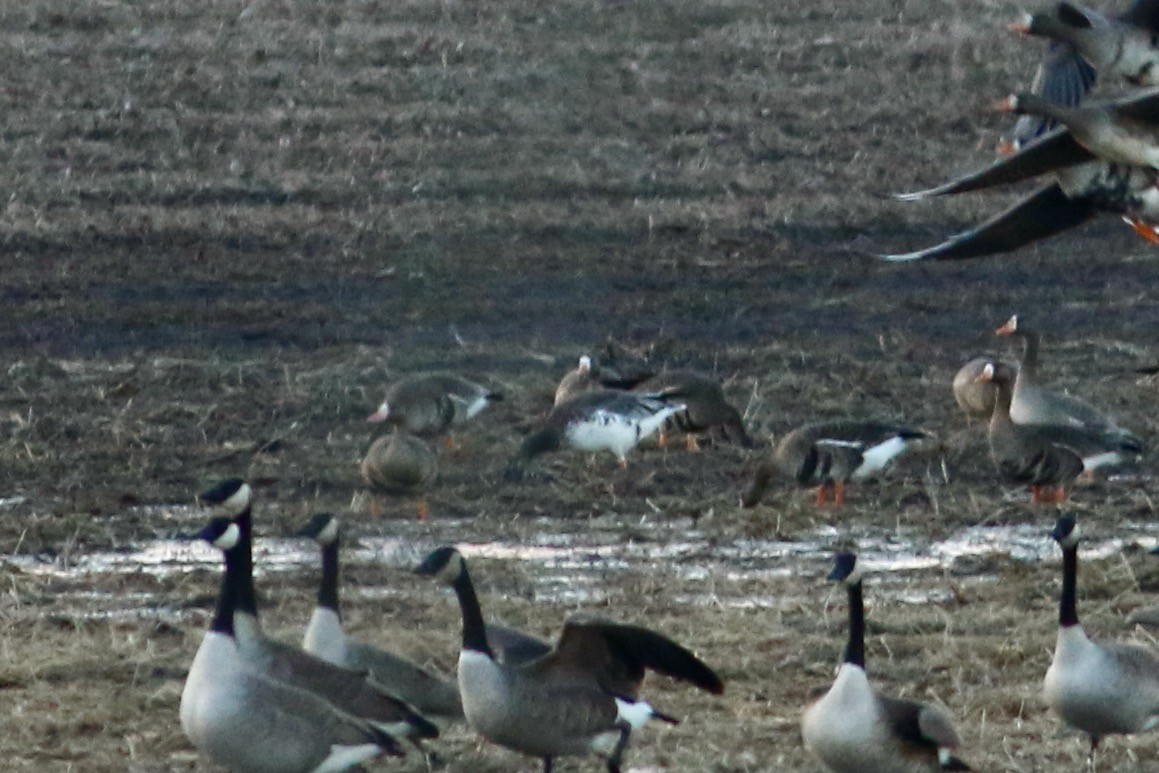 Snow x Greater White-fronted Goose (hybrid) - ML614399110