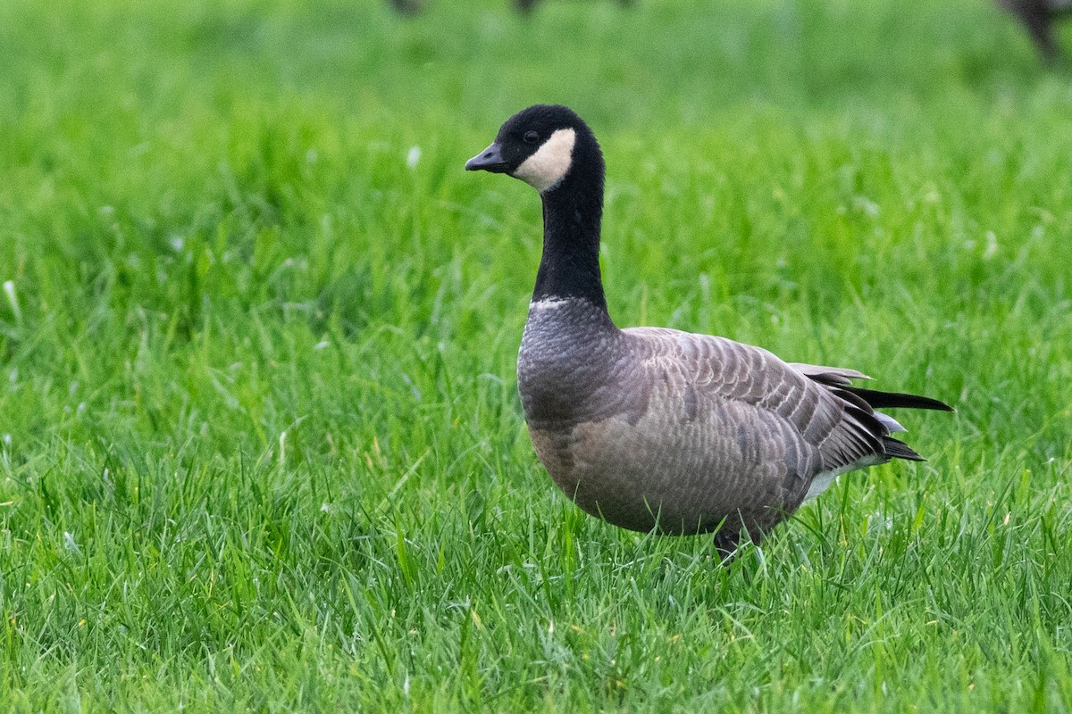 Cackling Goose (minima) - ML614399206