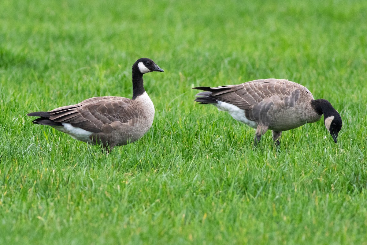 Cackling Goose (Aleutian) - ML614399215