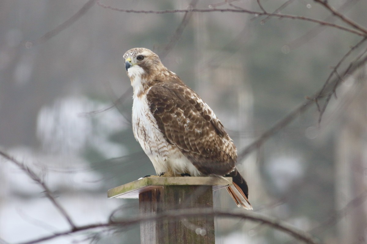Red-tailed Hawk - ML614399279