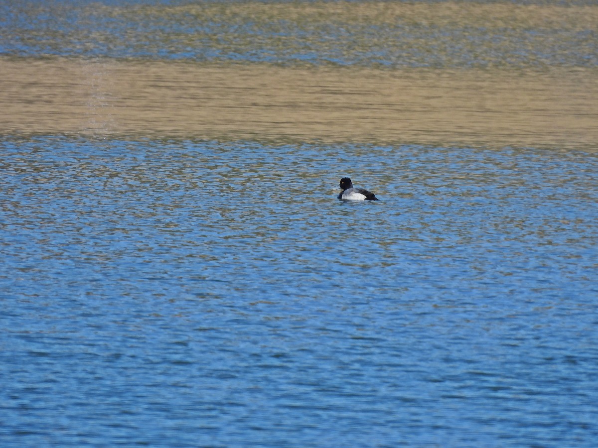 Lesser Scaup - Tom and/or Colleen Becker