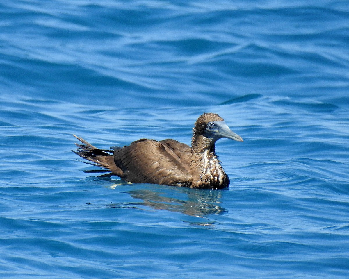 Brown Booby - ML614399600