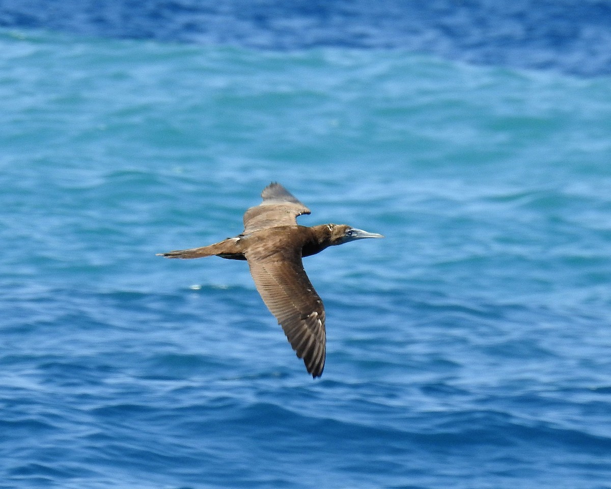 Brown Booby - ML614399631