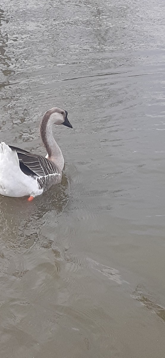 Swan Goose (Domestic type) - ML614399671