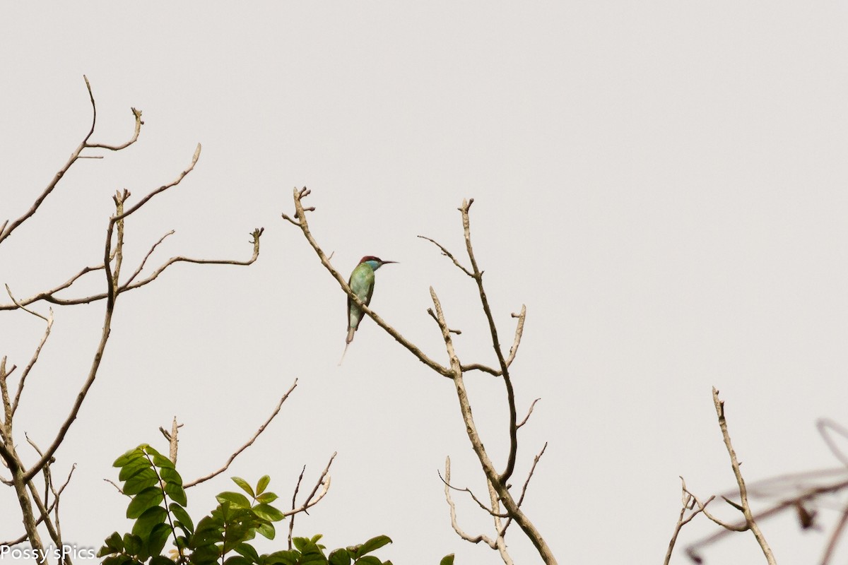 Blue-throated Bee-eater - Graham Possingham