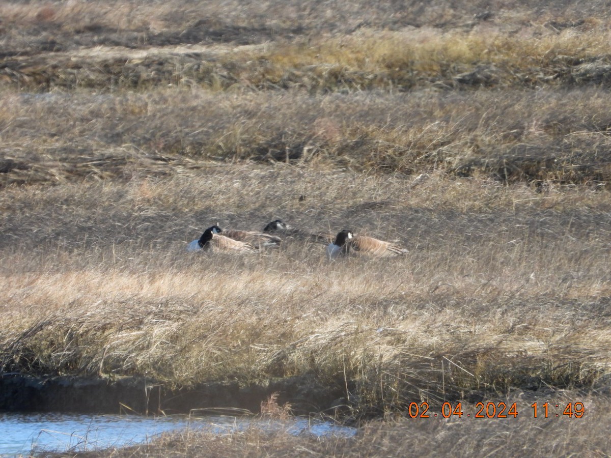 eBird Checklist 4 Feb 2024 Fort Hill, Eastham 14 species