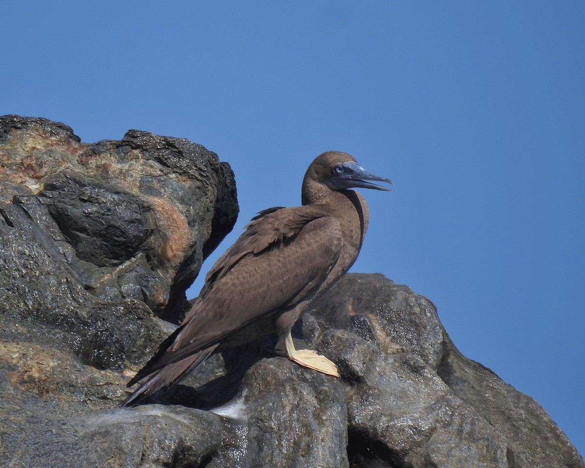 Brown Booby - ML614400082