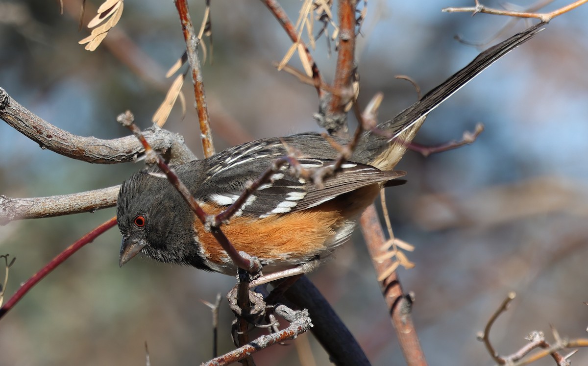 Spotted Towhee - ML614400111