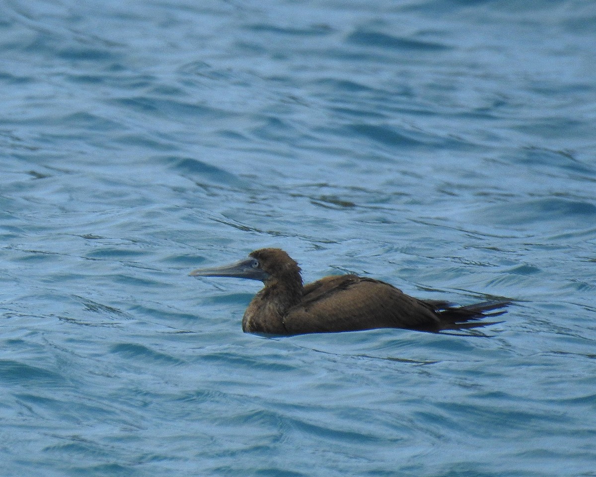 Brown Booby - ML614400115