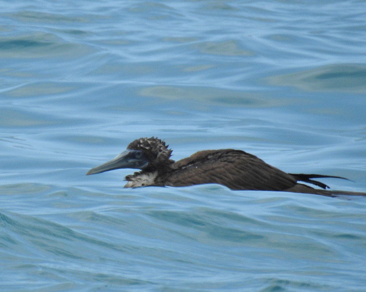 Brown Booby - ML614400116