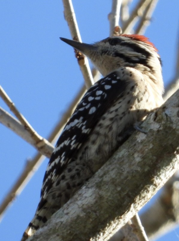 Ladder-backed Woodpecker - Edward Jordan