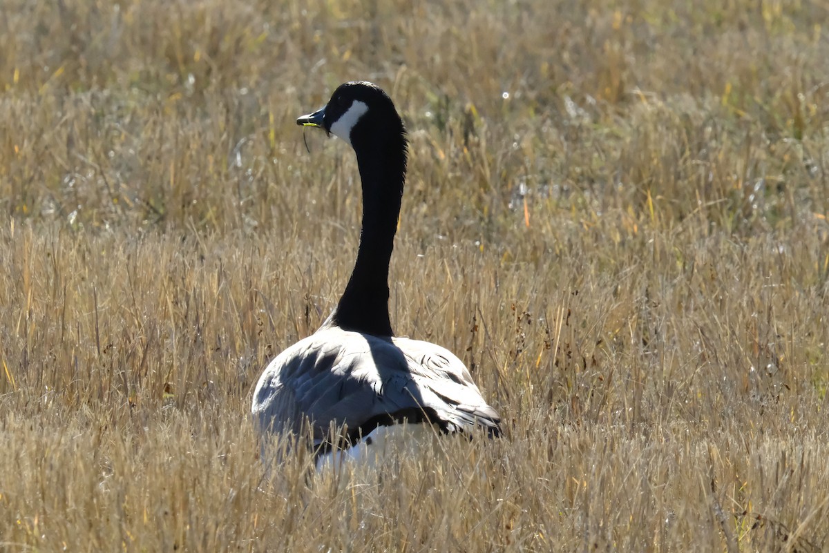 eBird Checklist 4 Feb 2024 Jordan River ParkwayFife Wetlands