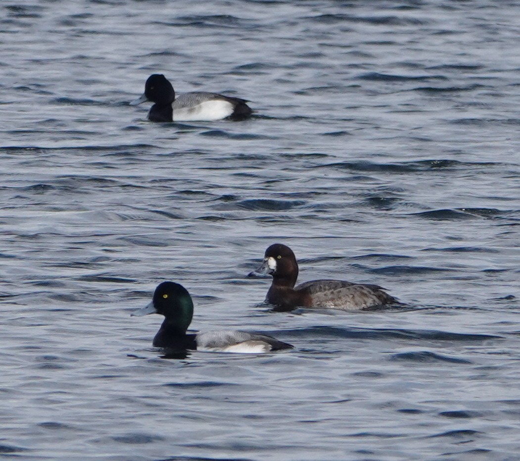 Greater Scaup - ML614400445