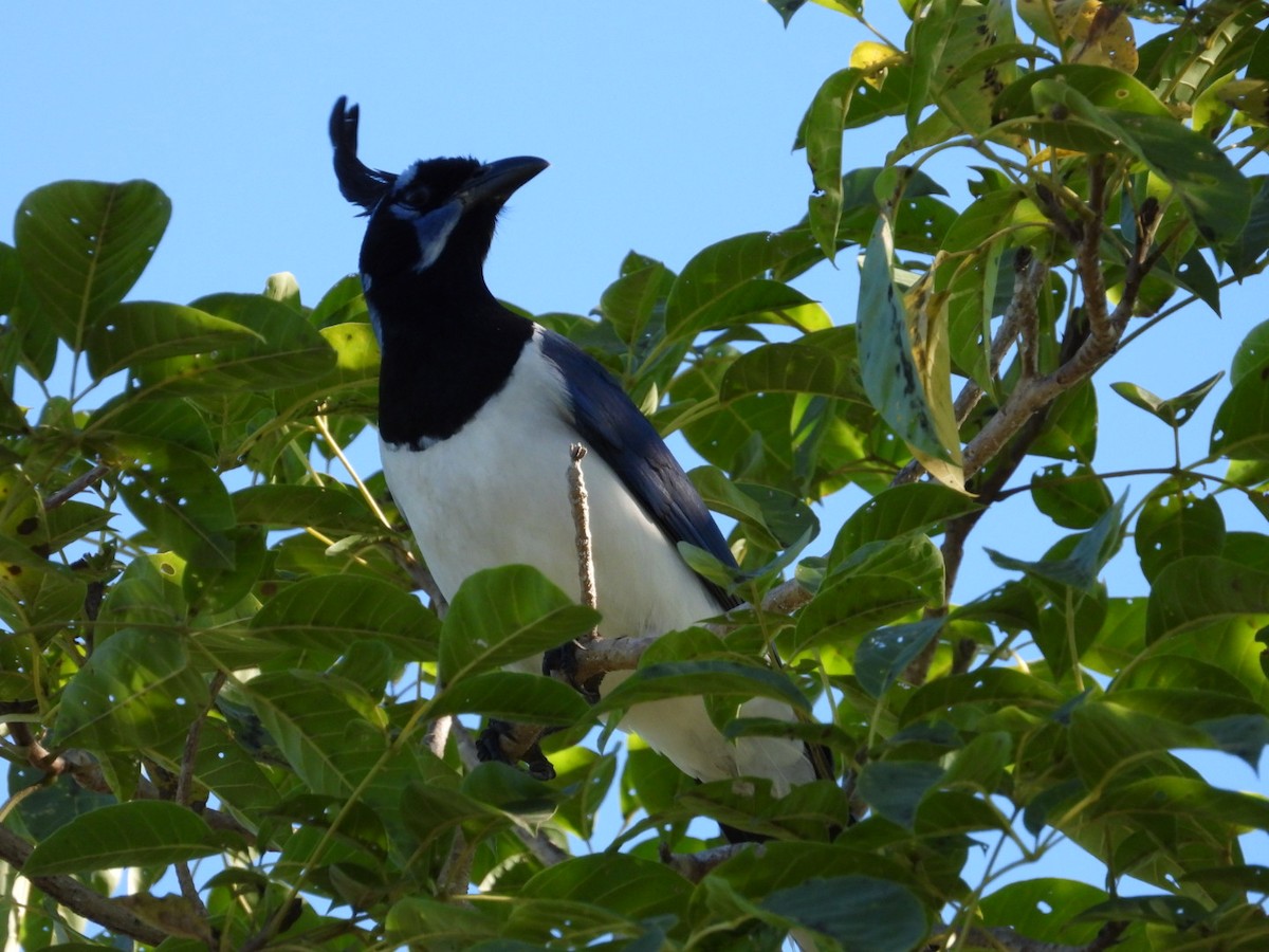 Black-throated Magpie-Jay - Edward Jordan