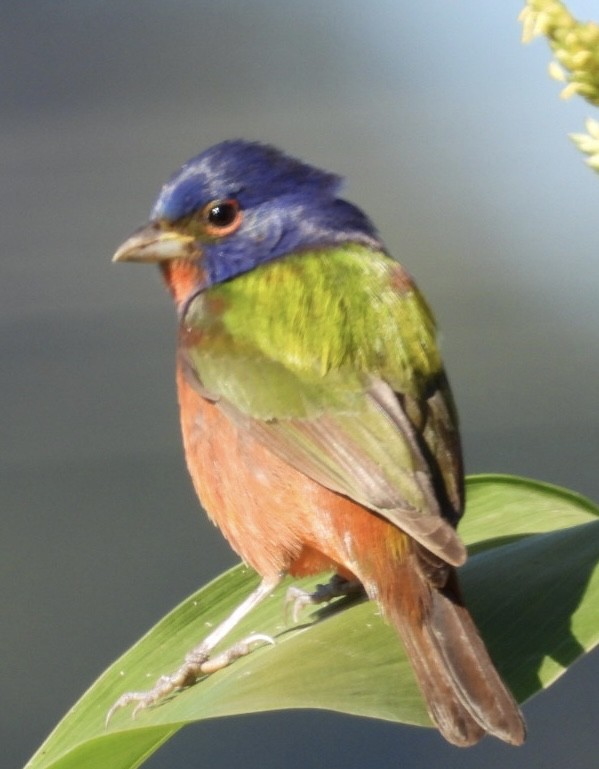 Painted Bunting - ML614400541