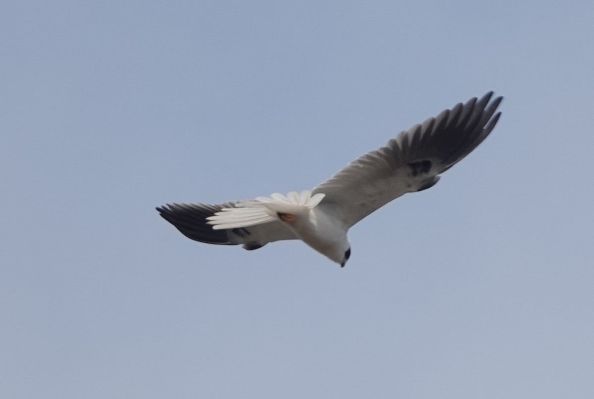 White-tailed Kite - ML614400770