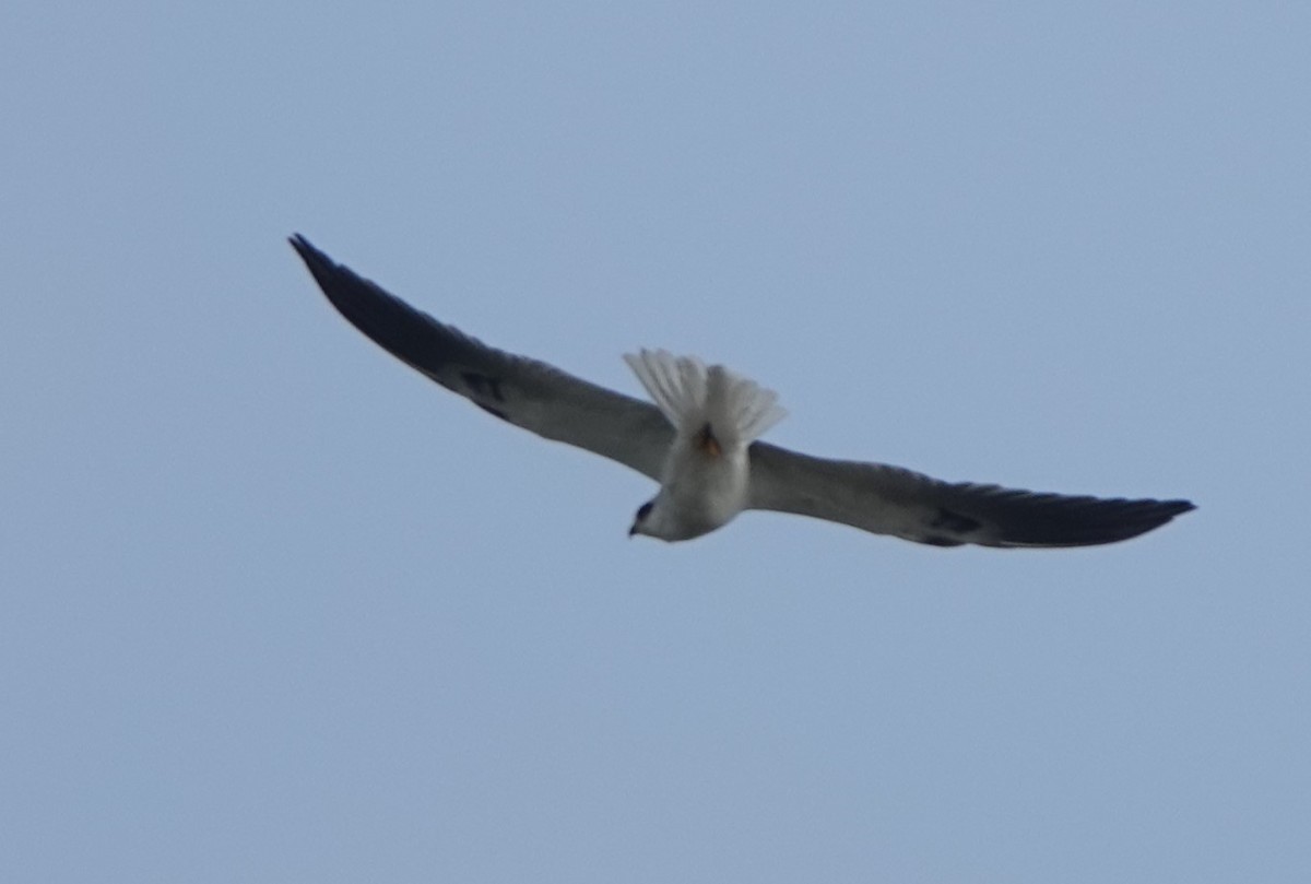 White-tailed Kite - ML614400771
