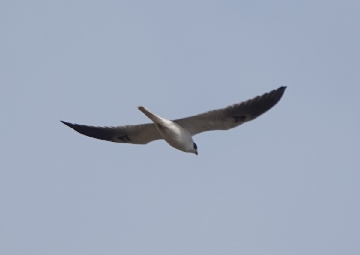 White-tailed Kite - ML614400772