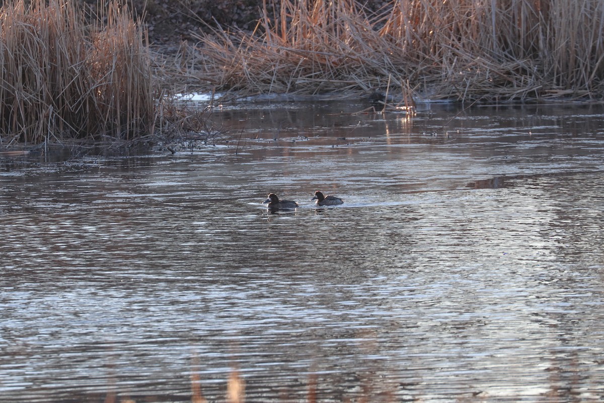 Greater Scaup - ML614401073