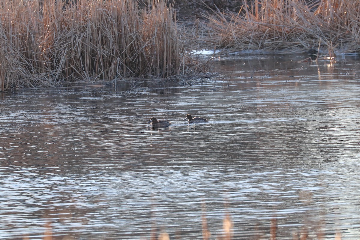 Greater Scaup - ML614401074