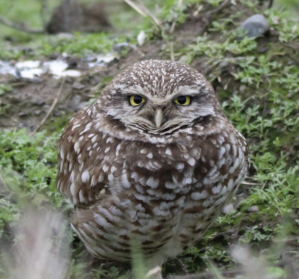 Burrowing Owl - ML614401081