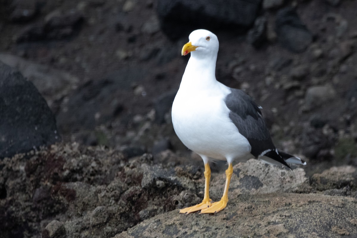 Yellow-footed Gull - ML614401177