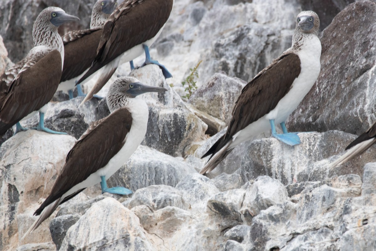 Blue-footed Booby - ML614401183