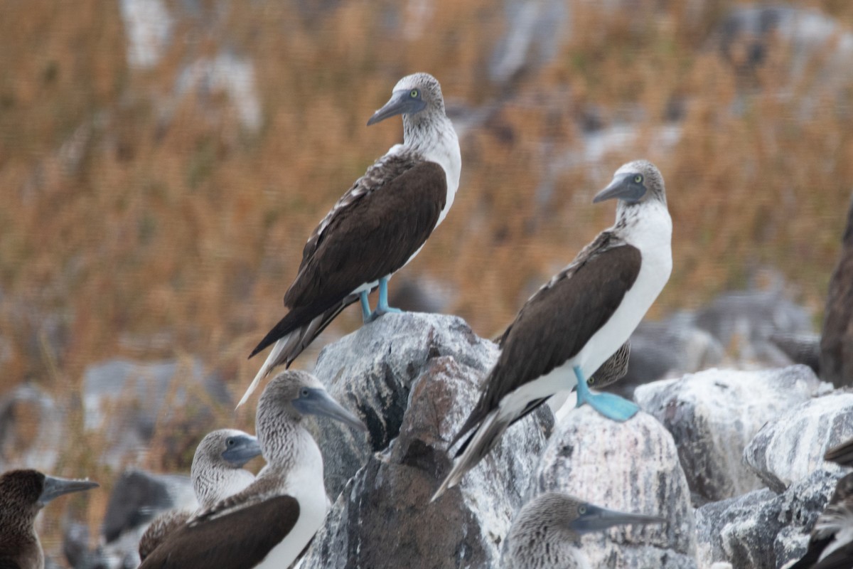 Blue-footed Booby - ML614401184