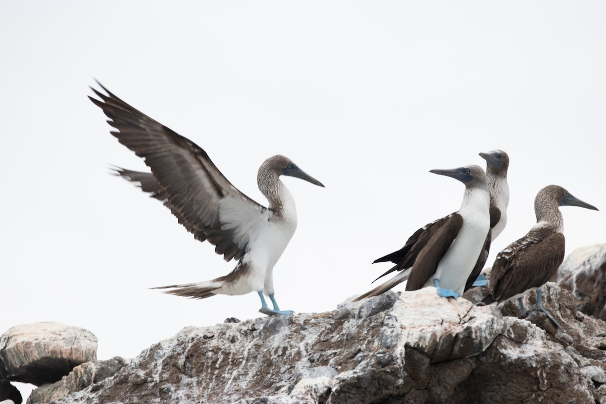 Blue-footed Booby - ML614401186