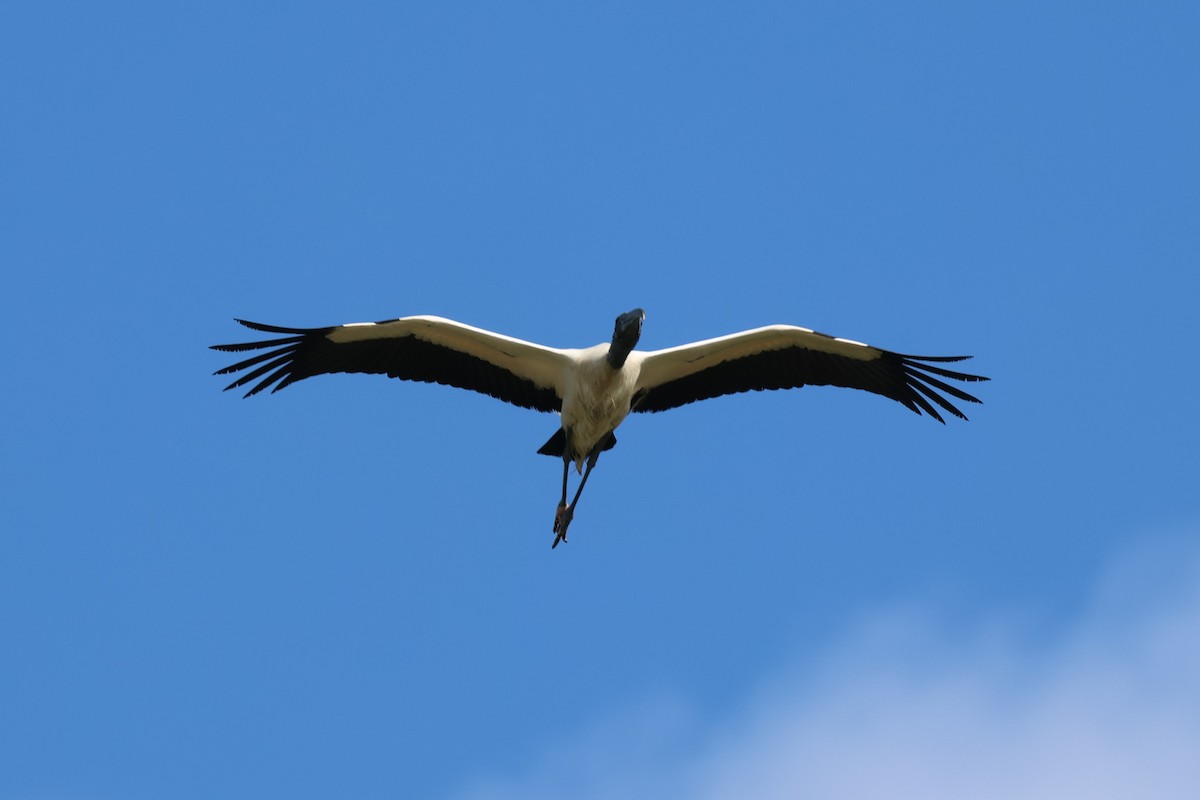 Wood Stork - ML614401300