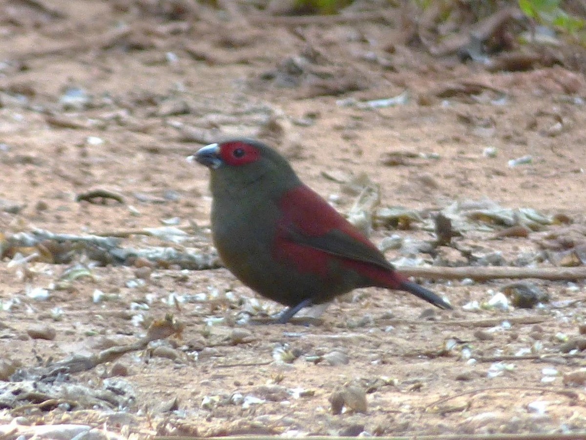 Red-faced Crimsonwing - Barry Reed